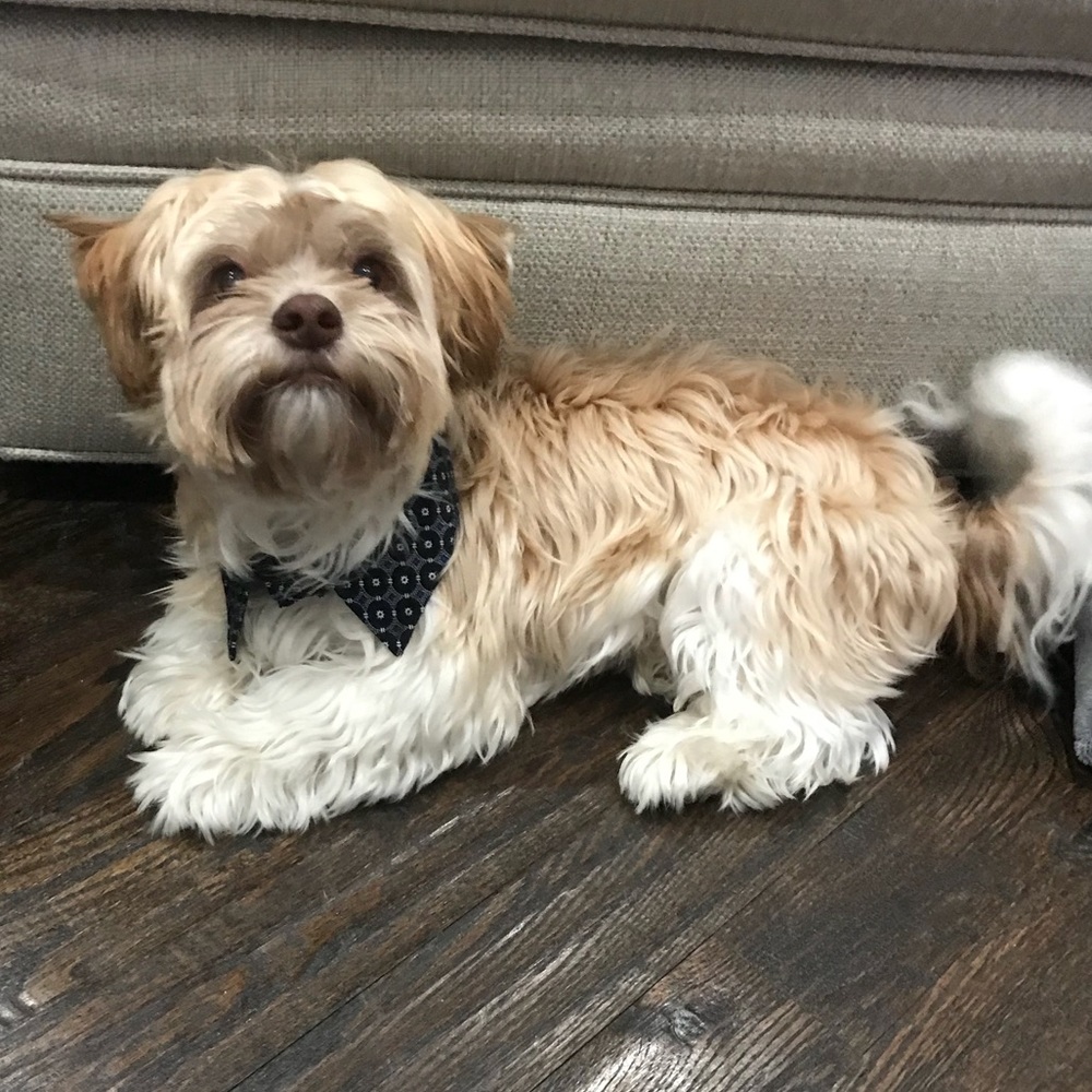 Meet your Posher, Selene